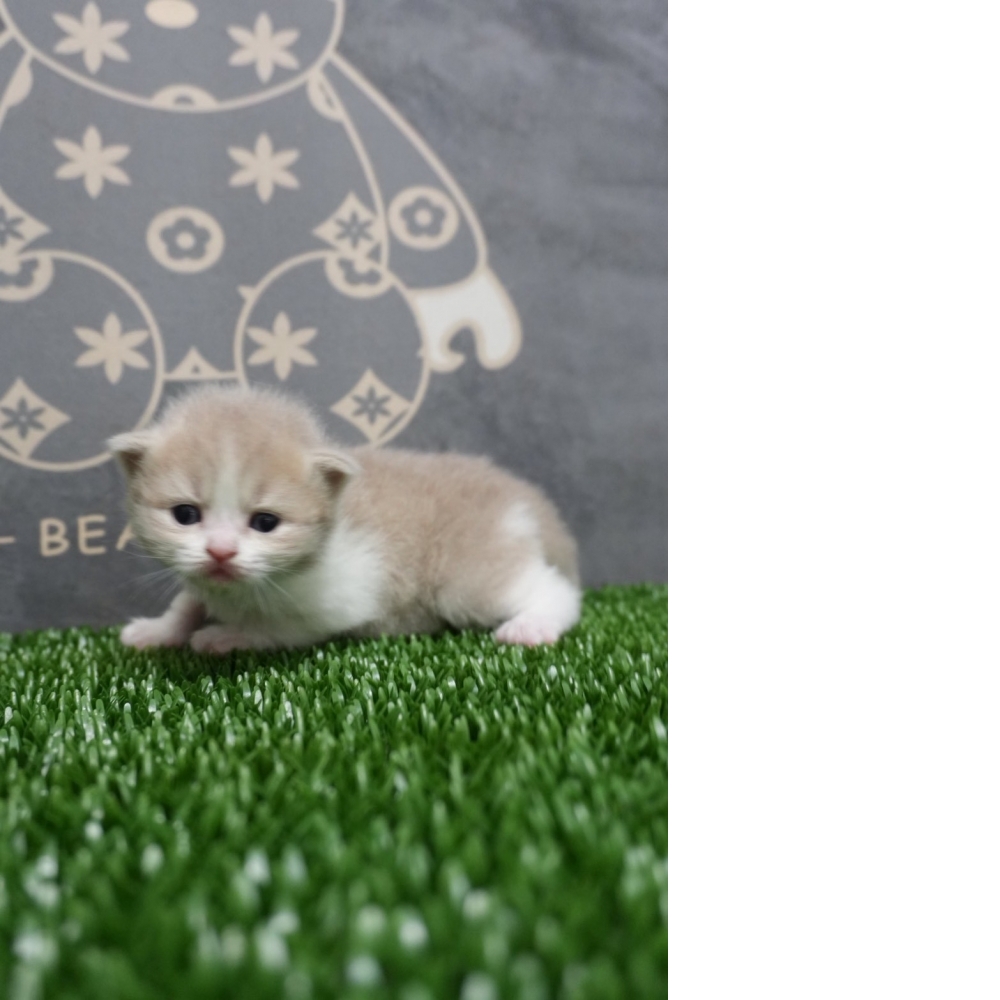 紫丁香賓士英短貓咪&