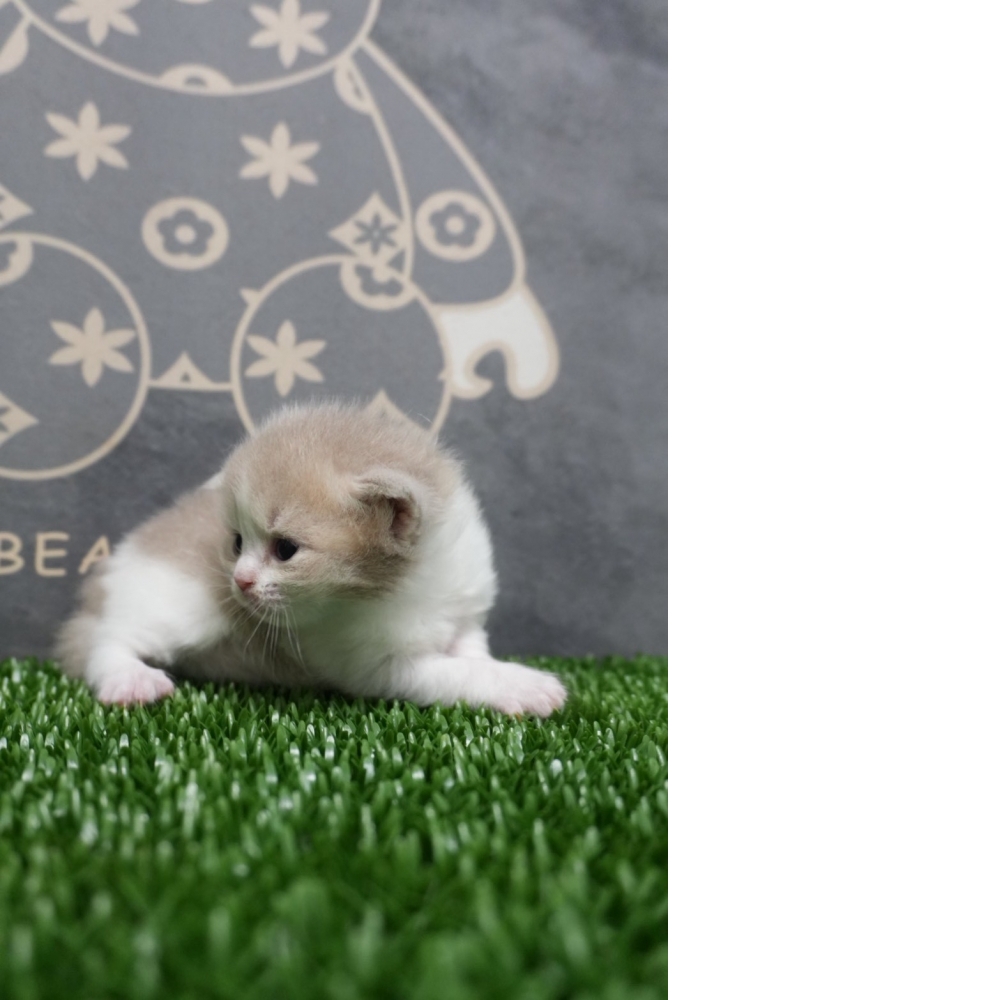 紫丁香賓士英短貓咪&紫丁香英短貓咪&肉桂色英短貓咪(2026.01.01誕生)*