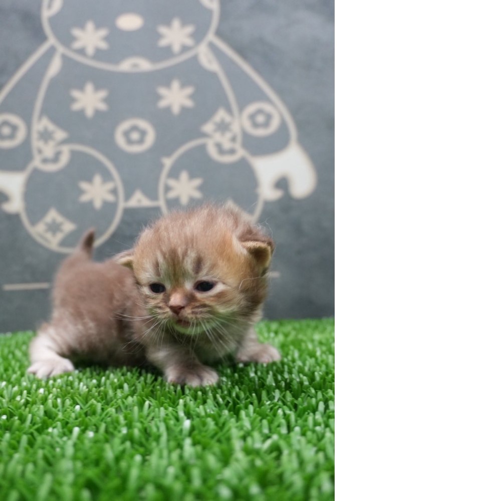 紫丁香賓士英短貓咪&紫丁香英短貓咪&肉桂色英短貓咪(2026.01.01誕生)*