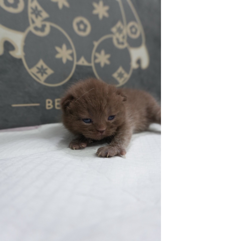 紫丁香賓士英短貓咪&紫丁香英短貓咪&肉桂色英短貓咪(2026.01.01誕生)*