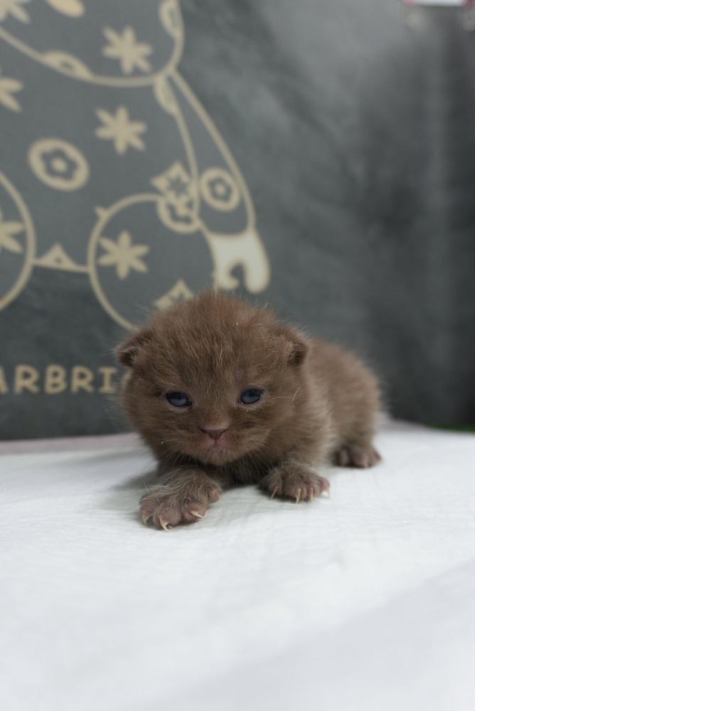 紫丁香賓士英短貓咪&紫丁香英短貓咪&肉桂色英短貓咪(2026.01.01誕生)*