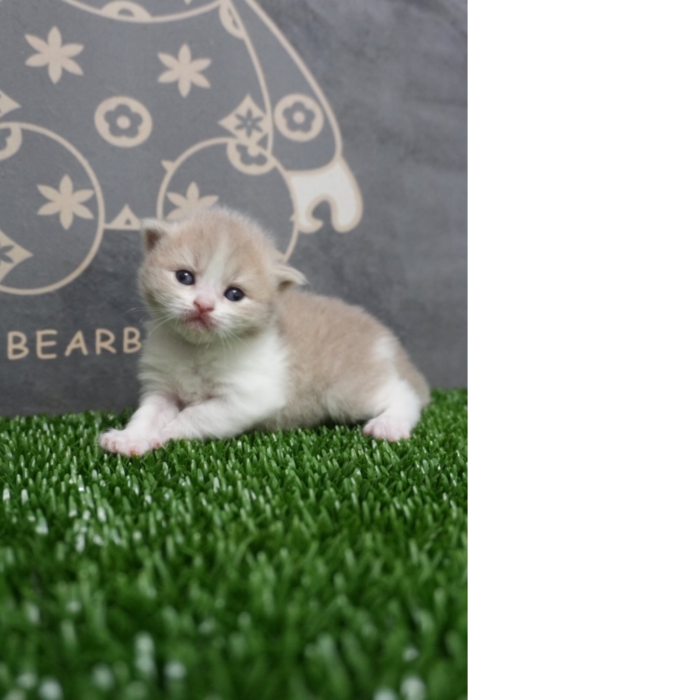 紫丁香賓士英短貓咪(