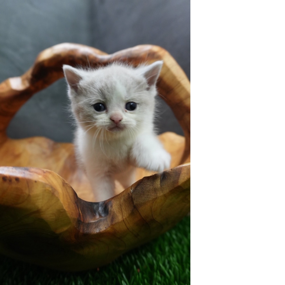 紫丁香賓士英短貓咪(