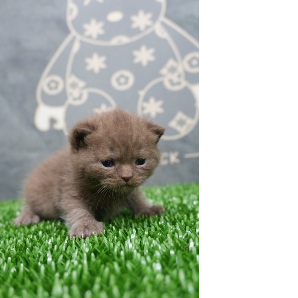 肉桂色英短貓咪(20