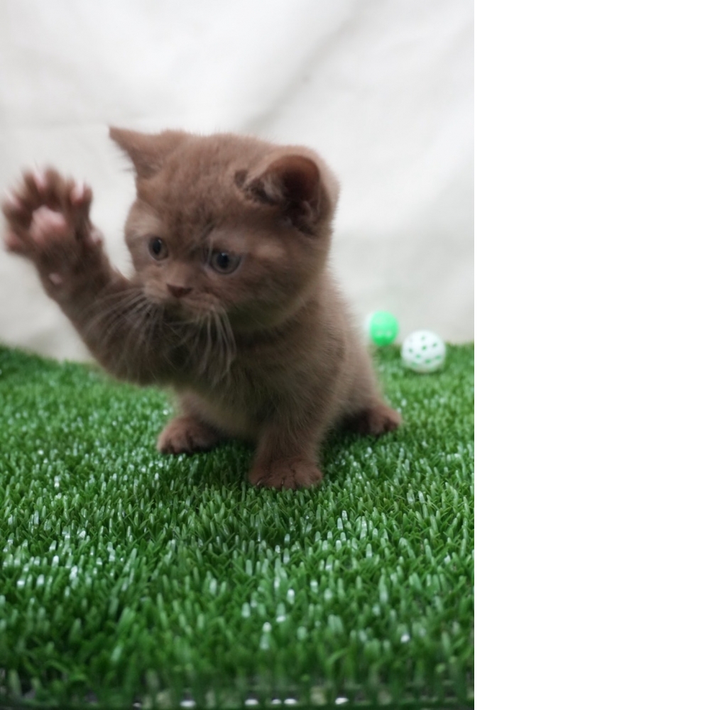 肉桂色英短貓咪(2025.12.05誕生)