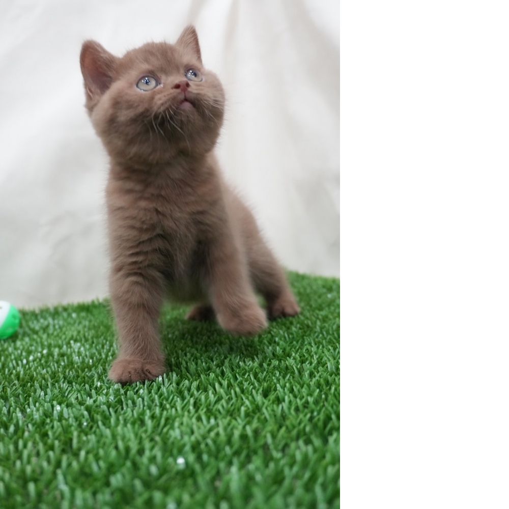肉桂色英短貓咪(2025.12.05誕生)