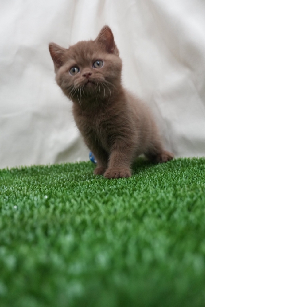 肉桂色英短貓咪(2025.12.05誕生)