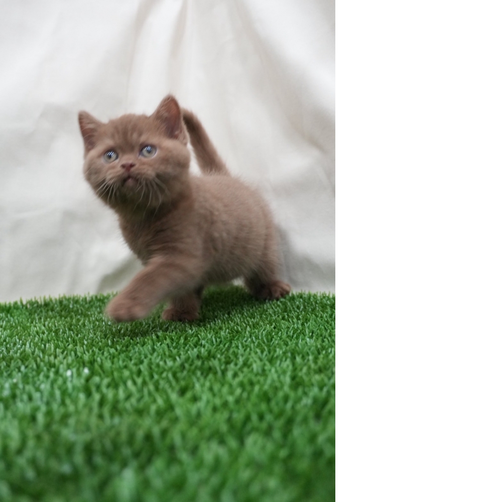 肉桂色英短貓咪(2025.12.05誕生)