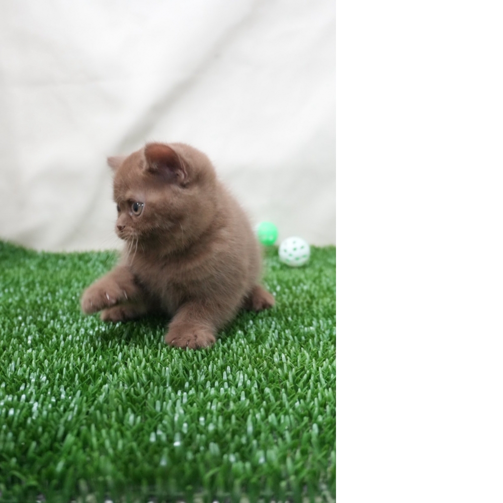 肉桂色英短貓咪(2025.12.05誕生)