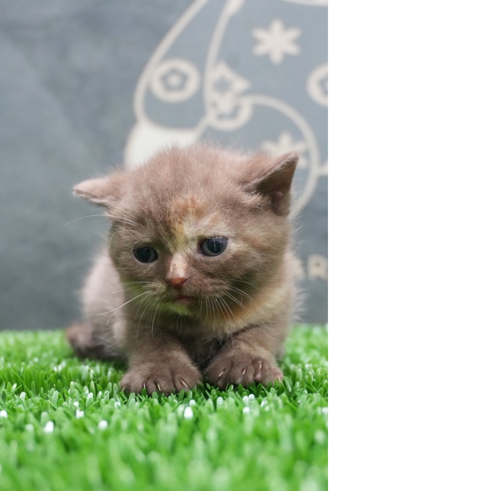 肉桂色英短貓咪(2026.01.01誕生)