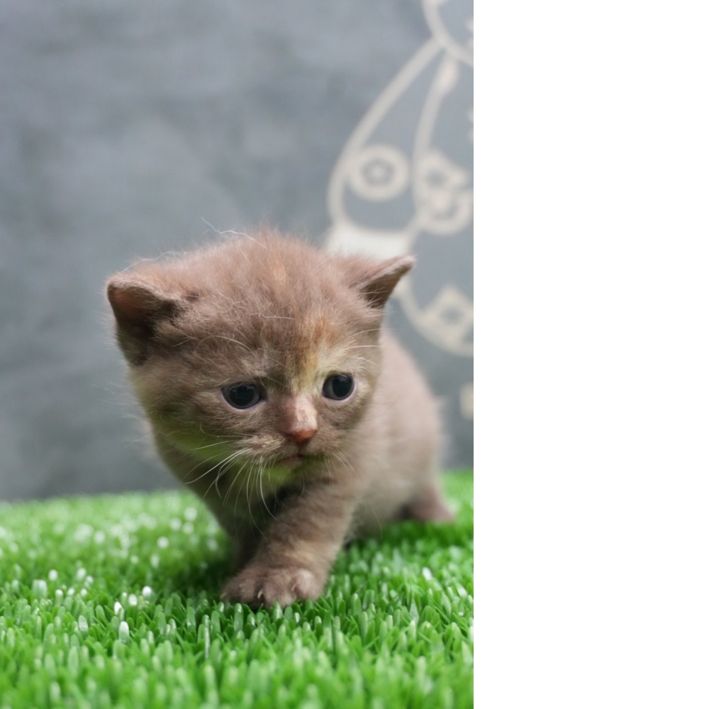 肉桂色英短貓咪(2026.01.01誕生)