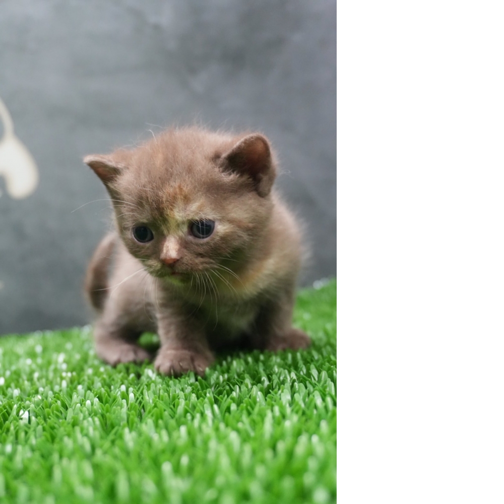 肉桂色英短貓咪(2026.01.01誕生)