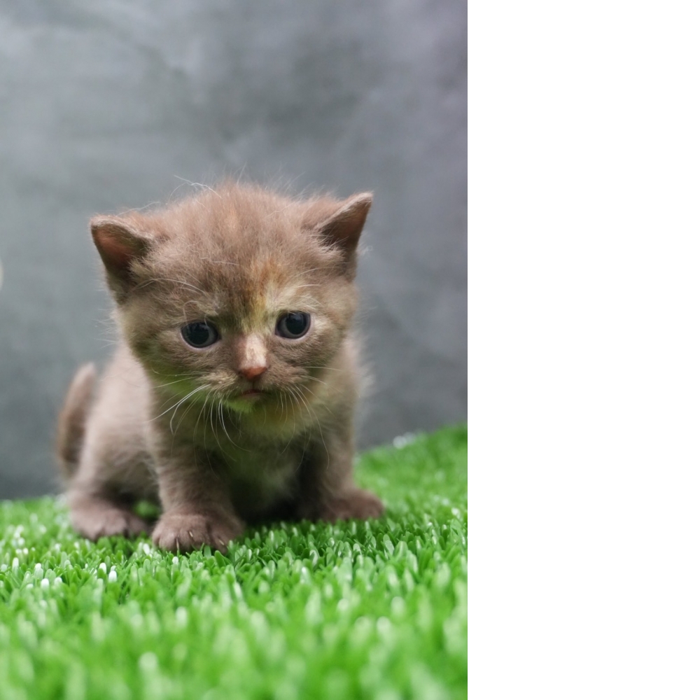 肉桂色英短貓咪(2026.01.01誕生)