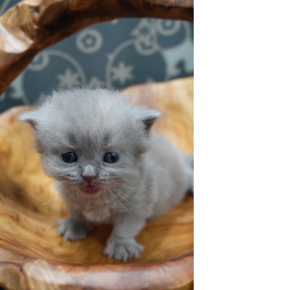 紫丁香英短貓咪(2026.01.01誕生)