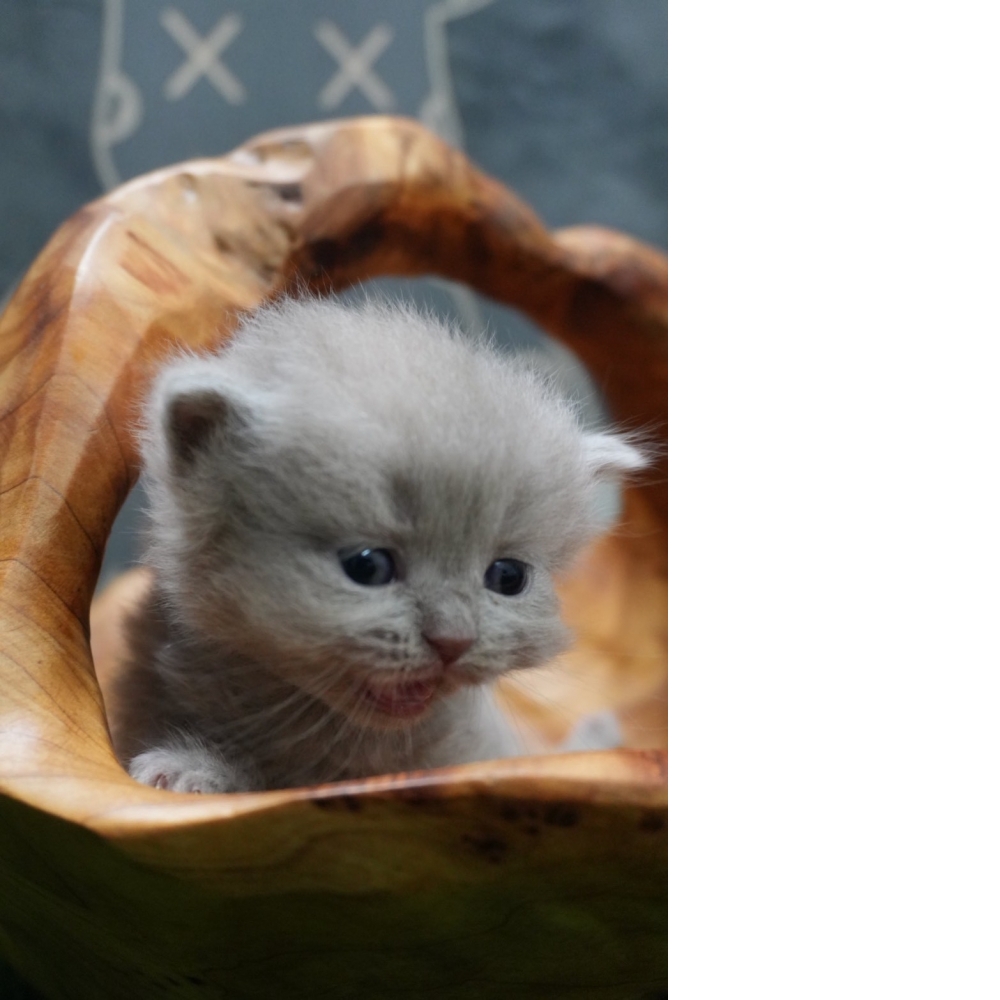 紫丁香英短貓咪(2026.01.01誕生)