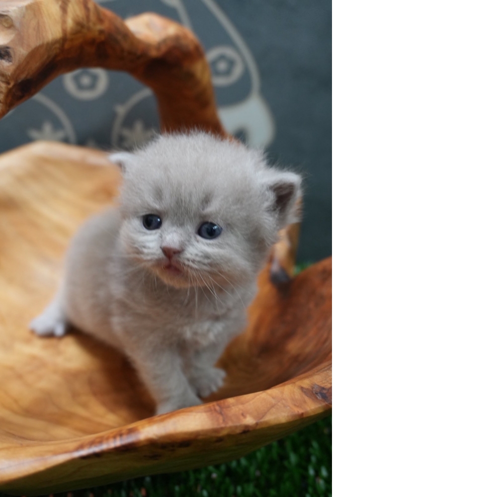 紫丁香英短貓咪(2026.01.01誕生)