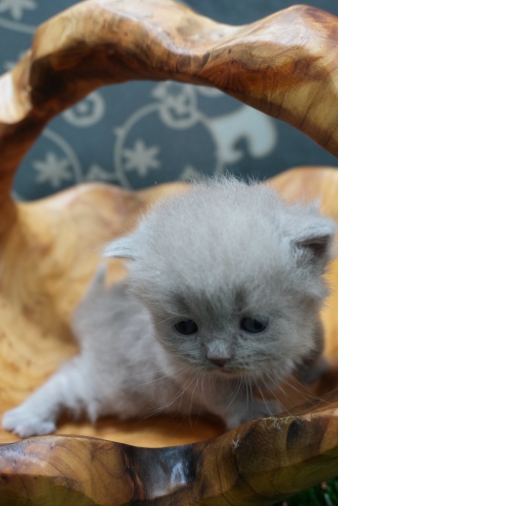 紫丁香英短貓咪(2026.01.01誕生)