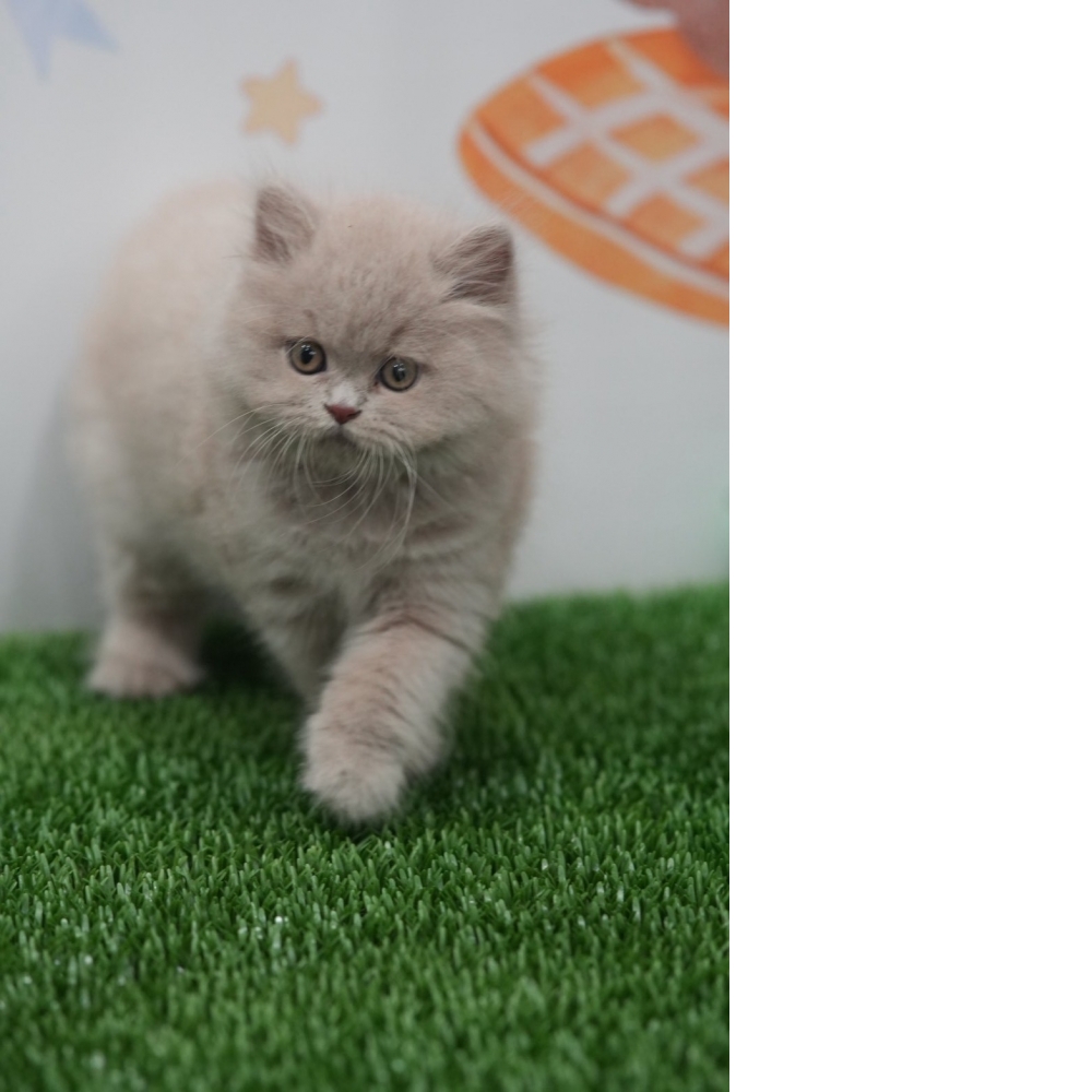 紫丁香英長貓咪(20