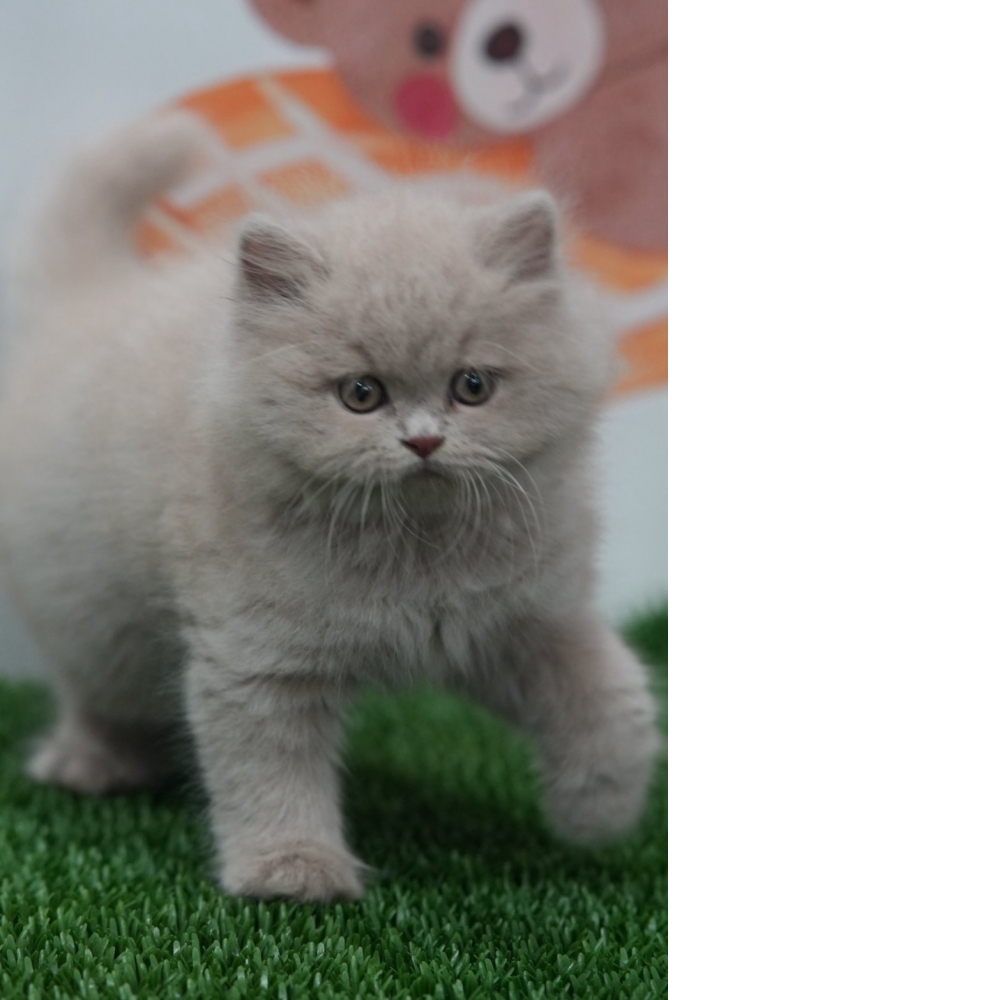 紫丁香英長貓咪(2025.12.05誕生)*