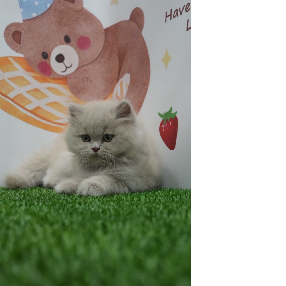 紫丁香英長貓咪(2025.12.05誕生)*