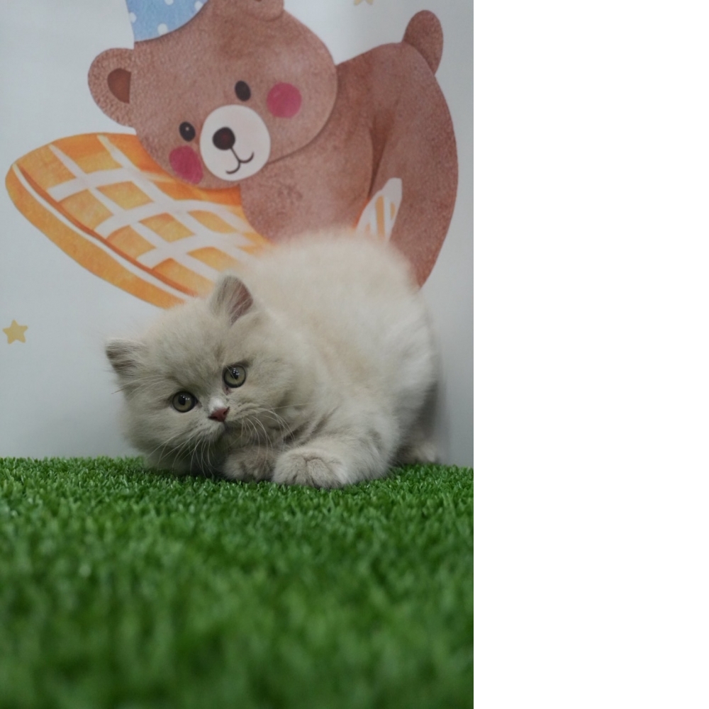 紫丁香英長貓咪(2025.12.05誕生)*