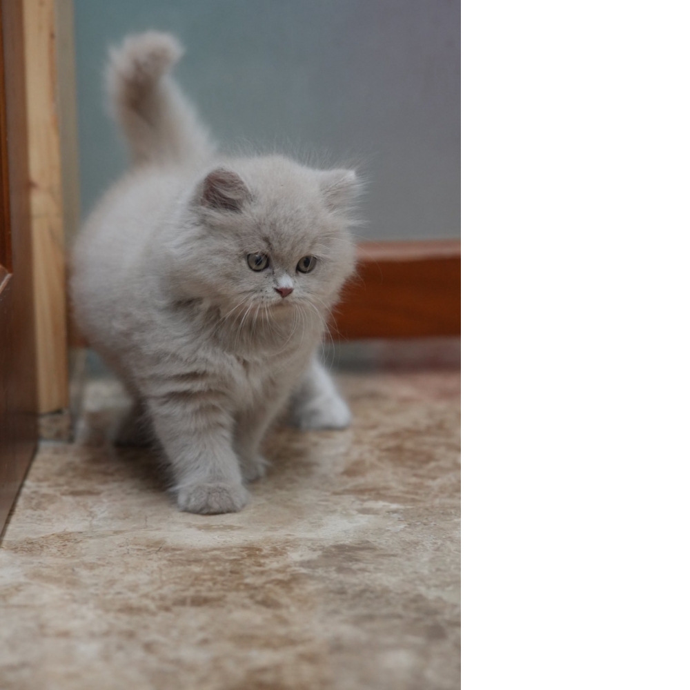 紫丁香英長貓咪(2025.12.05誕生)*