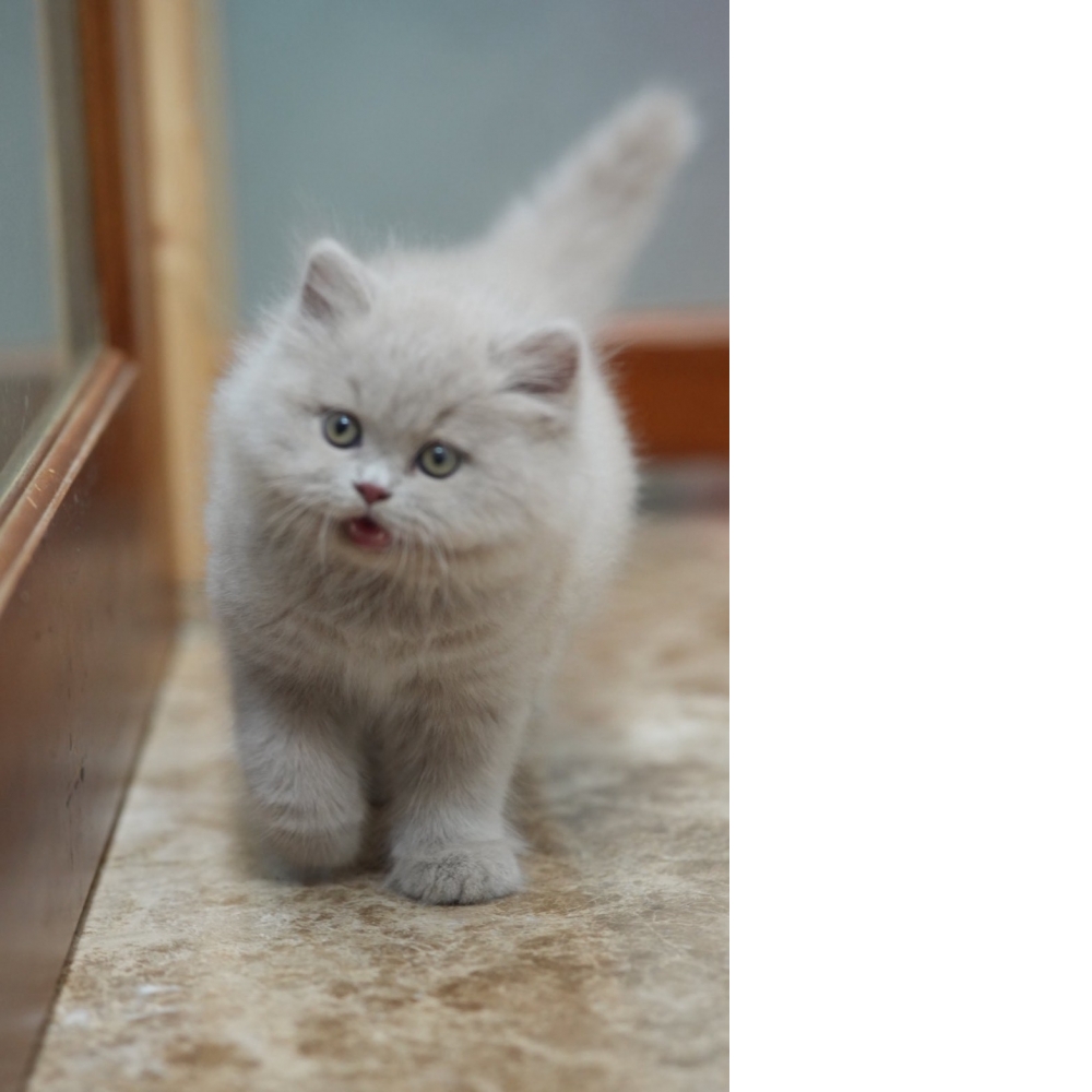 紫丁香英長貓咪(2025.12.05誕生)*