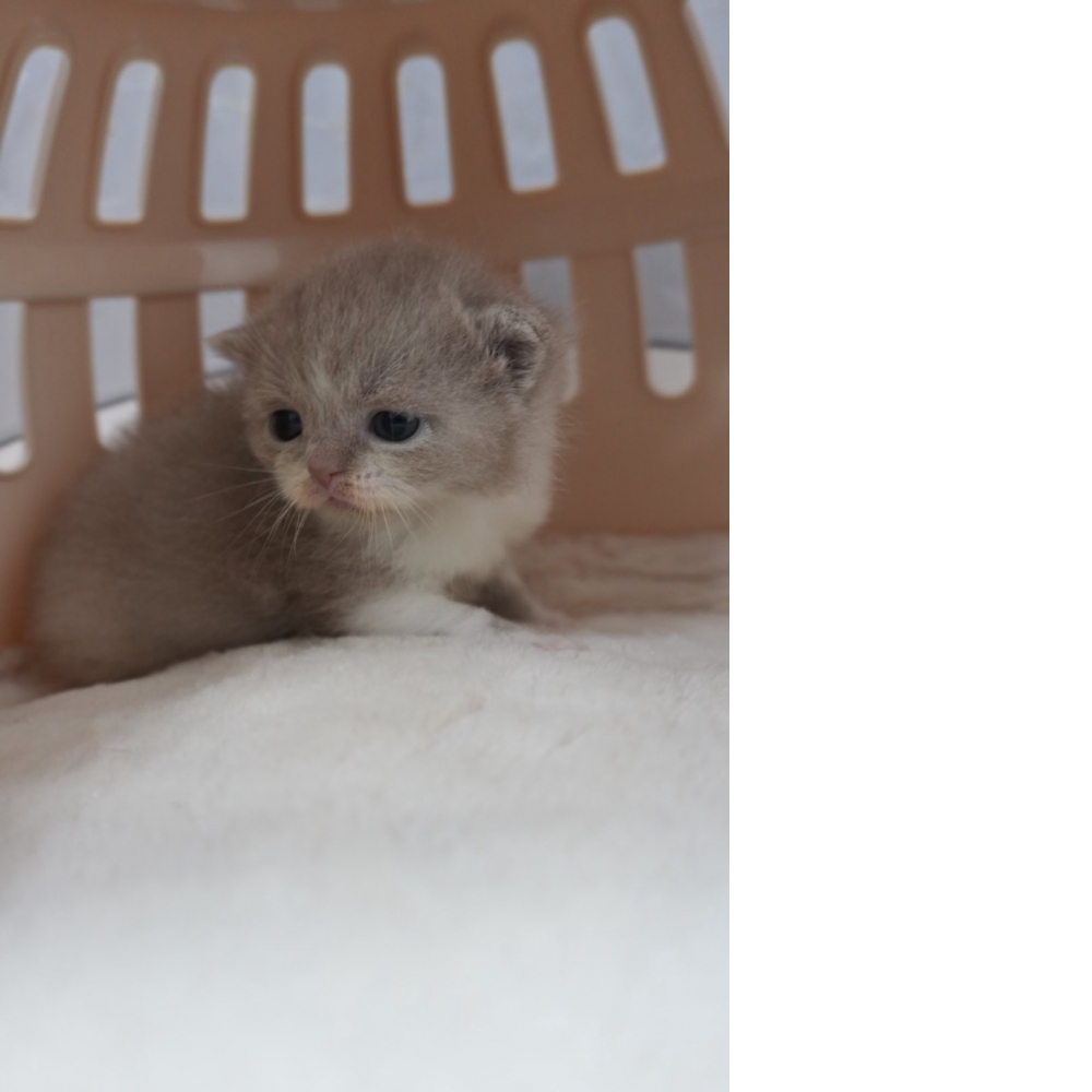 紫丁香英短貓咪&紫丁香多白英短貓咪(2025.12.12誕生)*