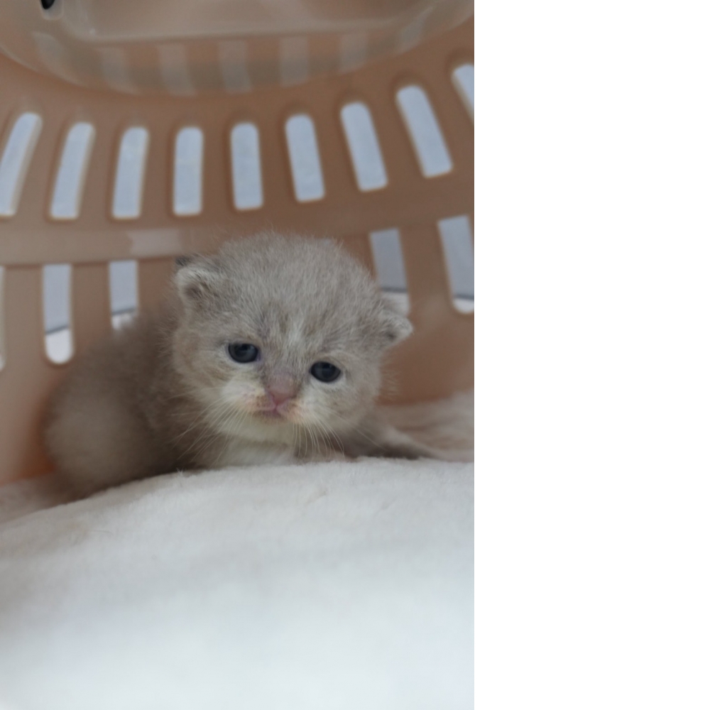 紫丁香英短貓咪&紫丁香多白英短貓咪(2025.12.12誕生)*