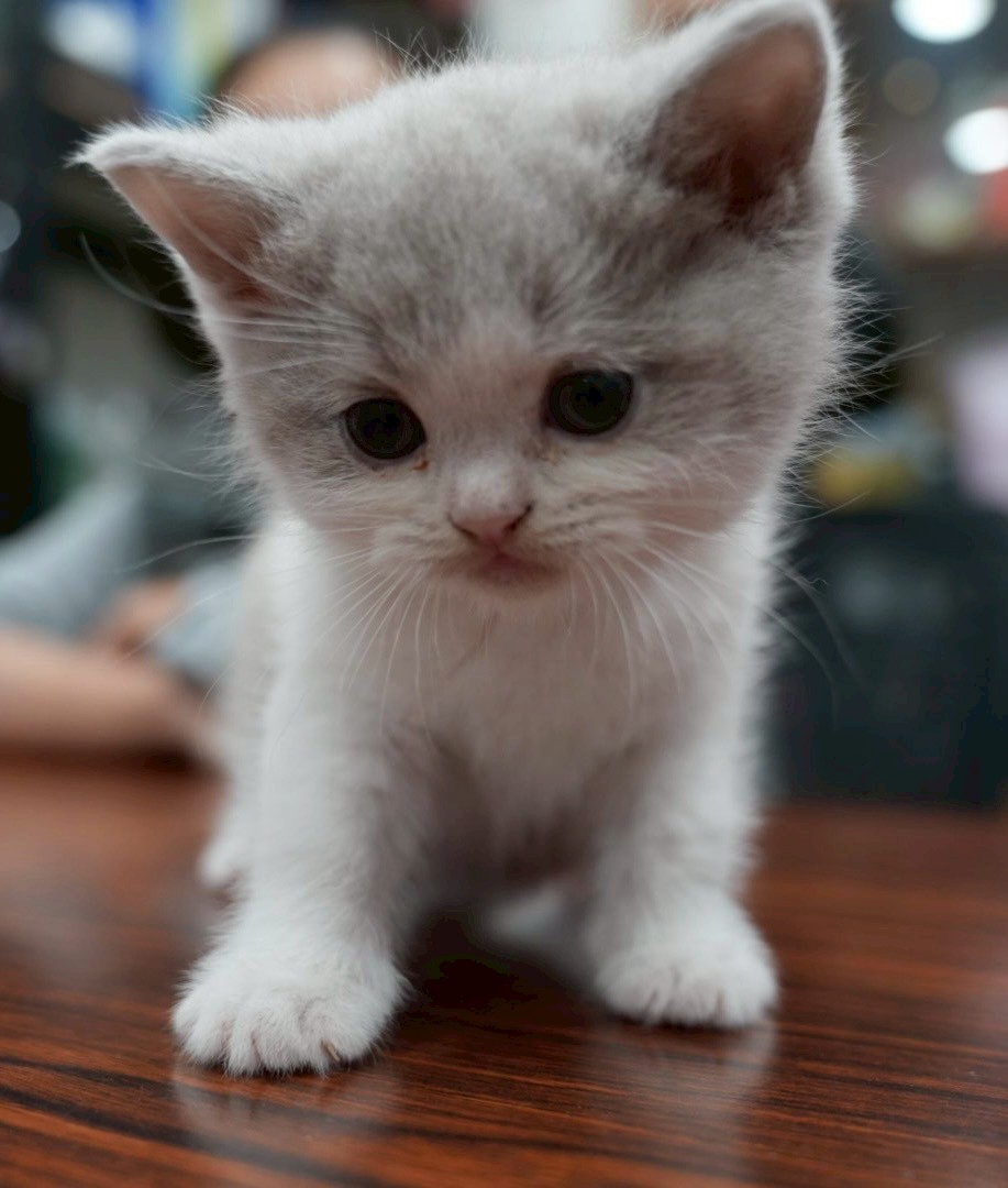 紫丁香英短貓咪&紫丁香多白英短貓咪(2025.12.12誕生)*