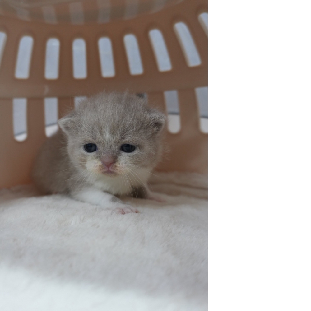 紫丁香英短貓咪&紫丁香多白英短貓咪(2025.12.12誕生)*