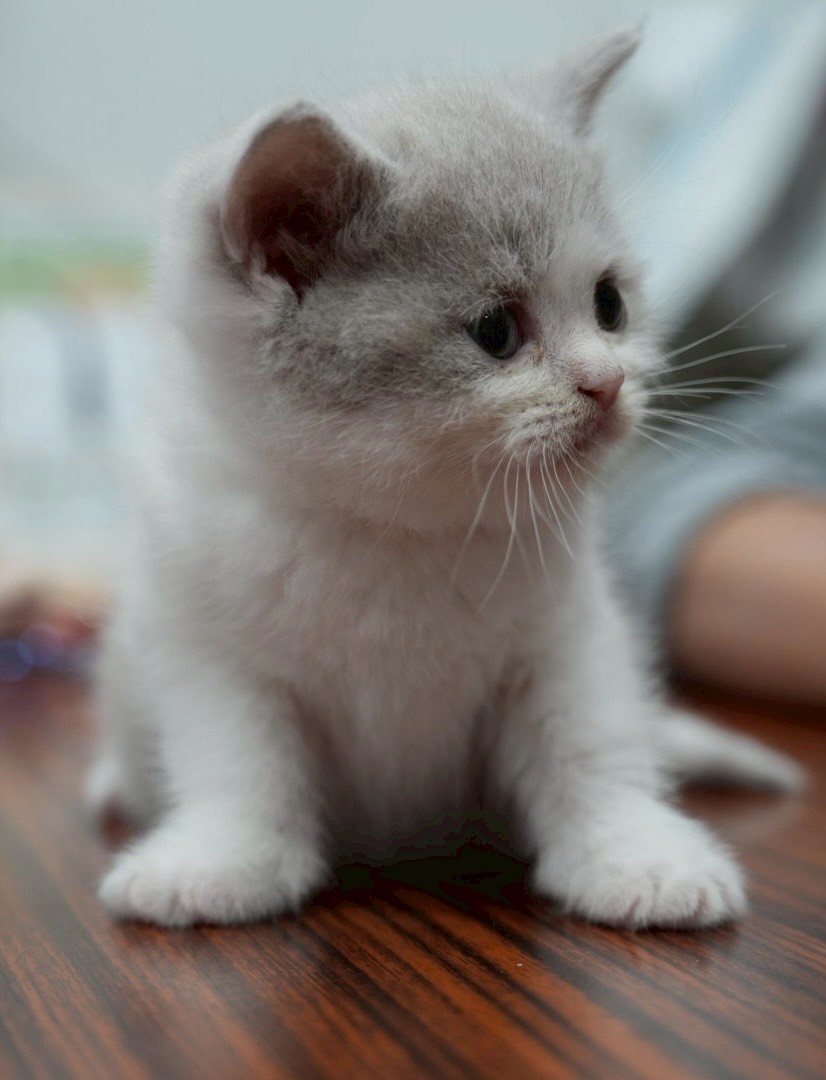 紫丁香英短貓咪&紫丁香多白英短貓咪(2025.12.12誕生)*