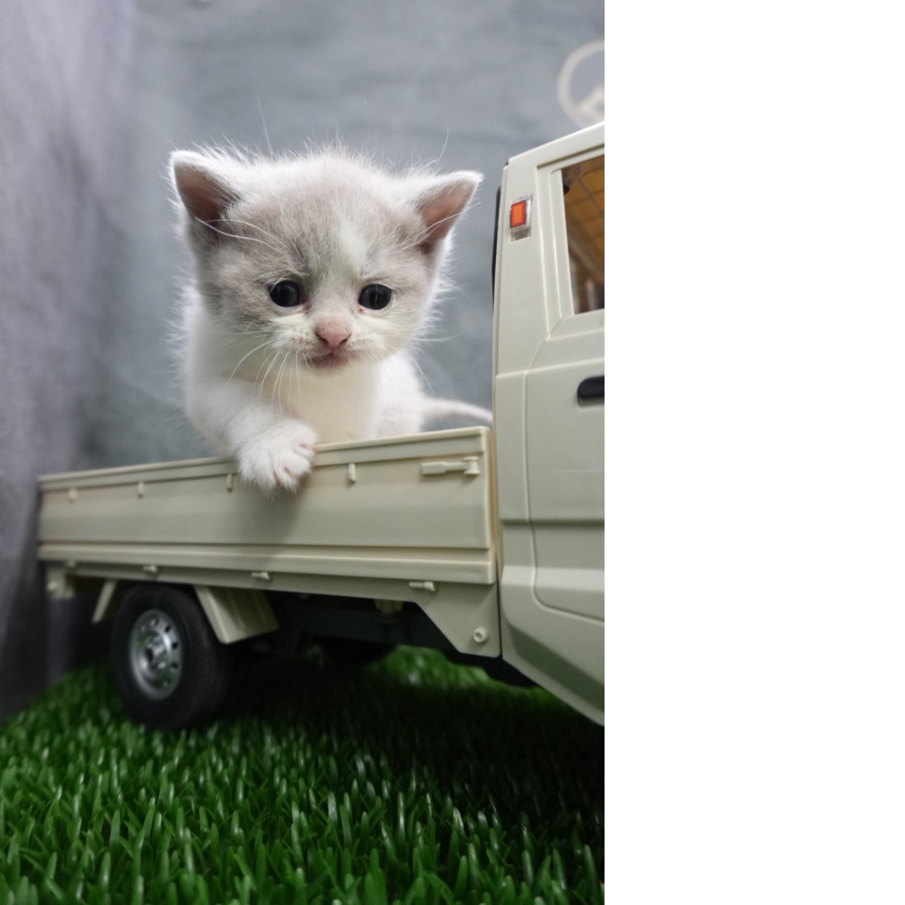 紫丁香賓士英短貓咪(