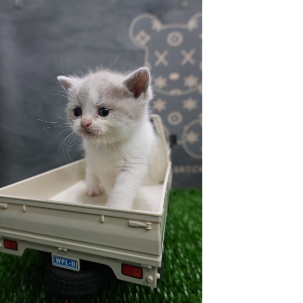 紫丁香賓士英短貓咪(2025.12.12誕生)*