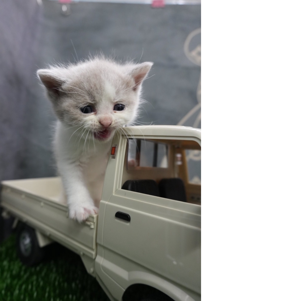 紫丁香賓士英短貓咪(2025.12.12誕生)*