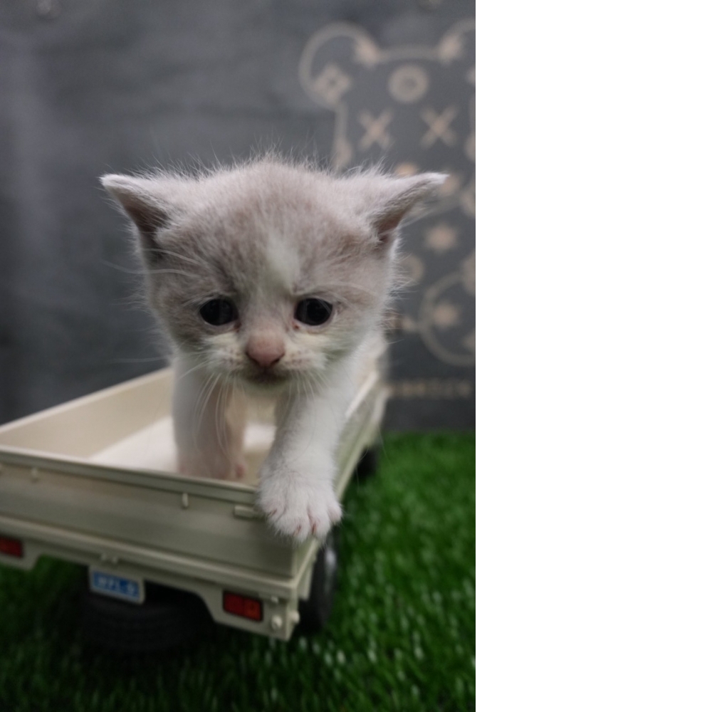 紫丁香賓士英短貓咪(2025.12.12誕生)*