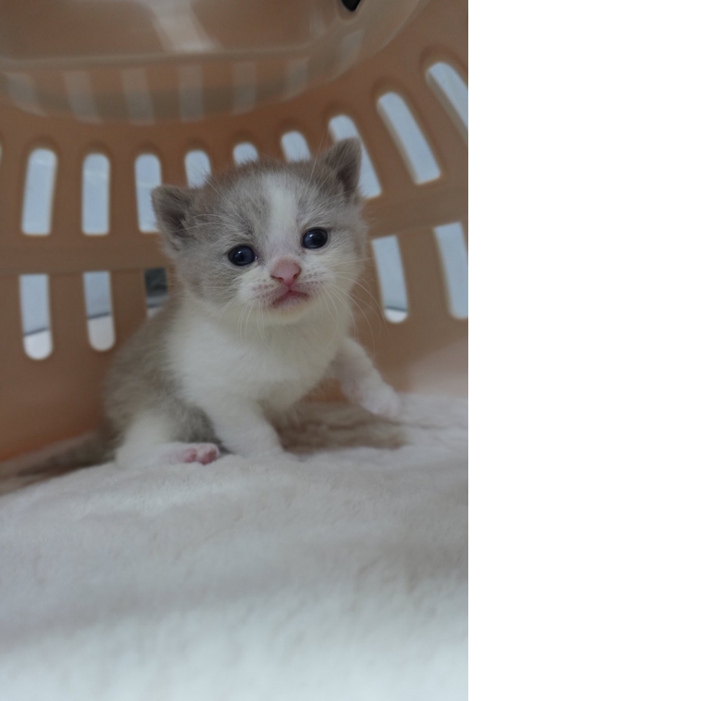 紫丁香賓士英短貓咪(2025.12.12誕生)*