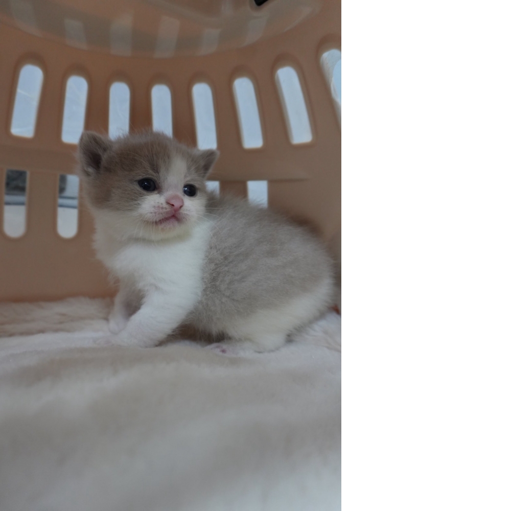 紫丁香賓士英短貓咪(2025.12.12誕生)*