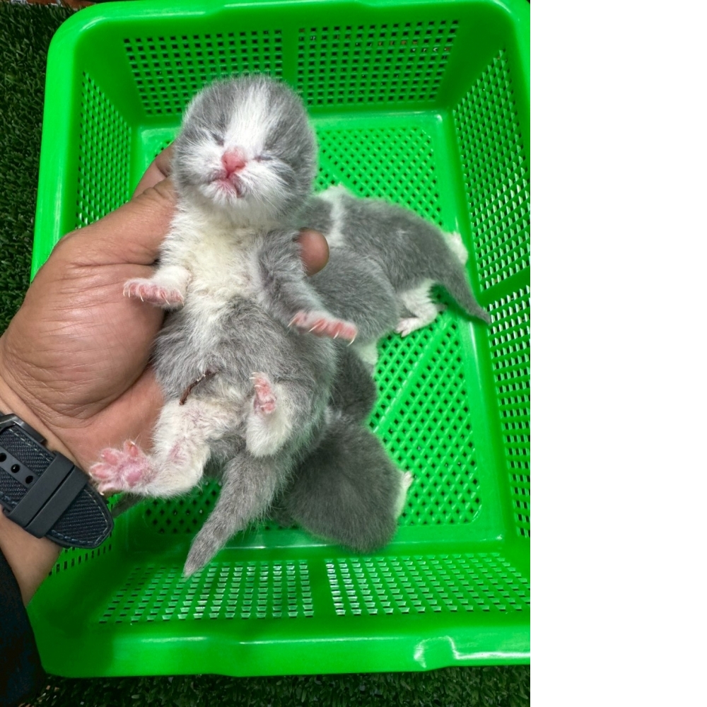 淺藍英短貓咪&藍白賓