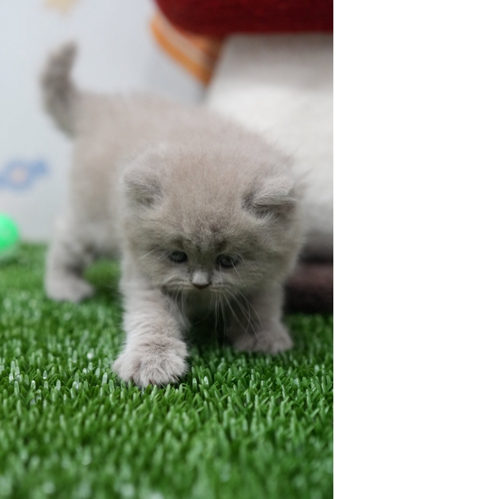 紫丁香英長貓咪(2026.01.01誕生)*