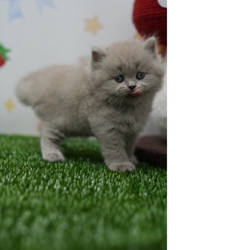 紫丁香英長貓咪(2026.01.01誕生)*