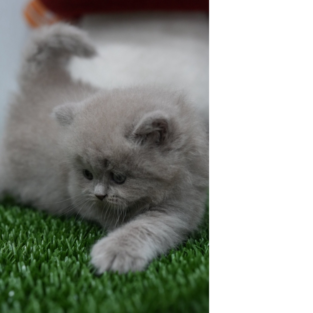 紫丁香英長貓咪(2026.01.01誕生)*