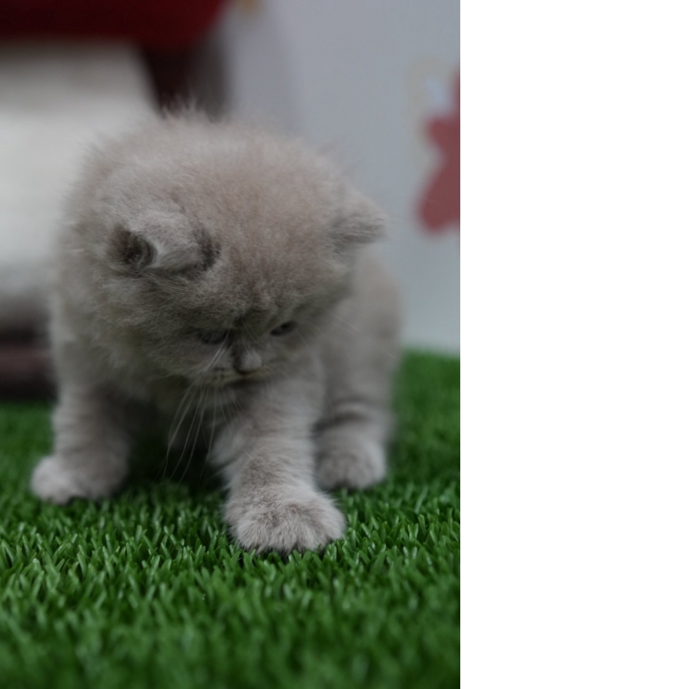 紫丁香英長貓咪(2026.01.01誕生)*