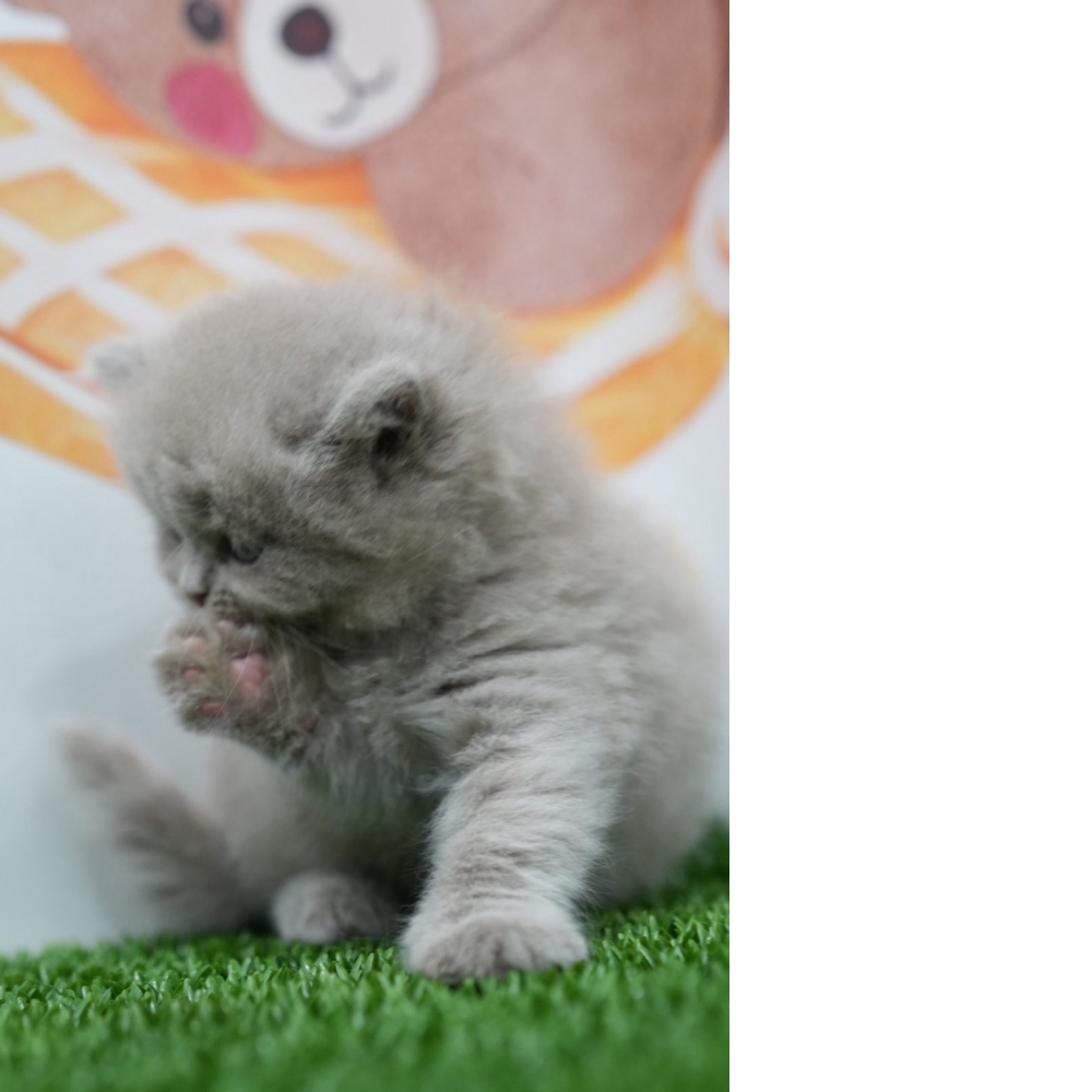 紫丁香英長貓咪(2026.01.01誕生)*