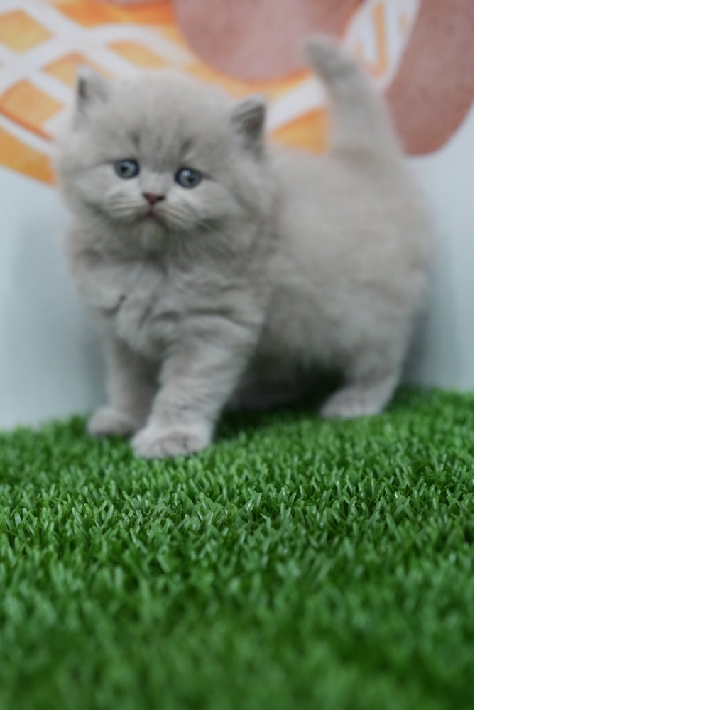 紫丁香英長貓咪(20