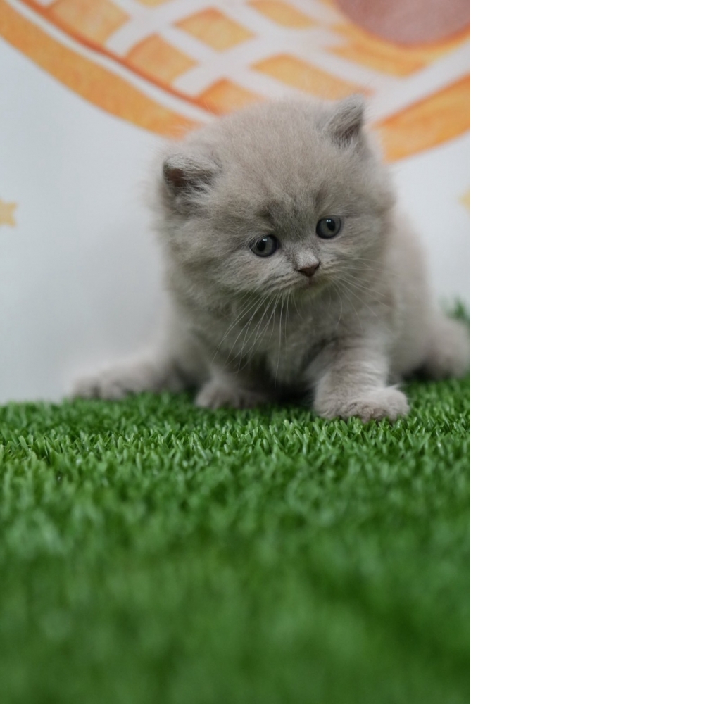 紫丁香英長貓咪(2026.01.01誕生)*