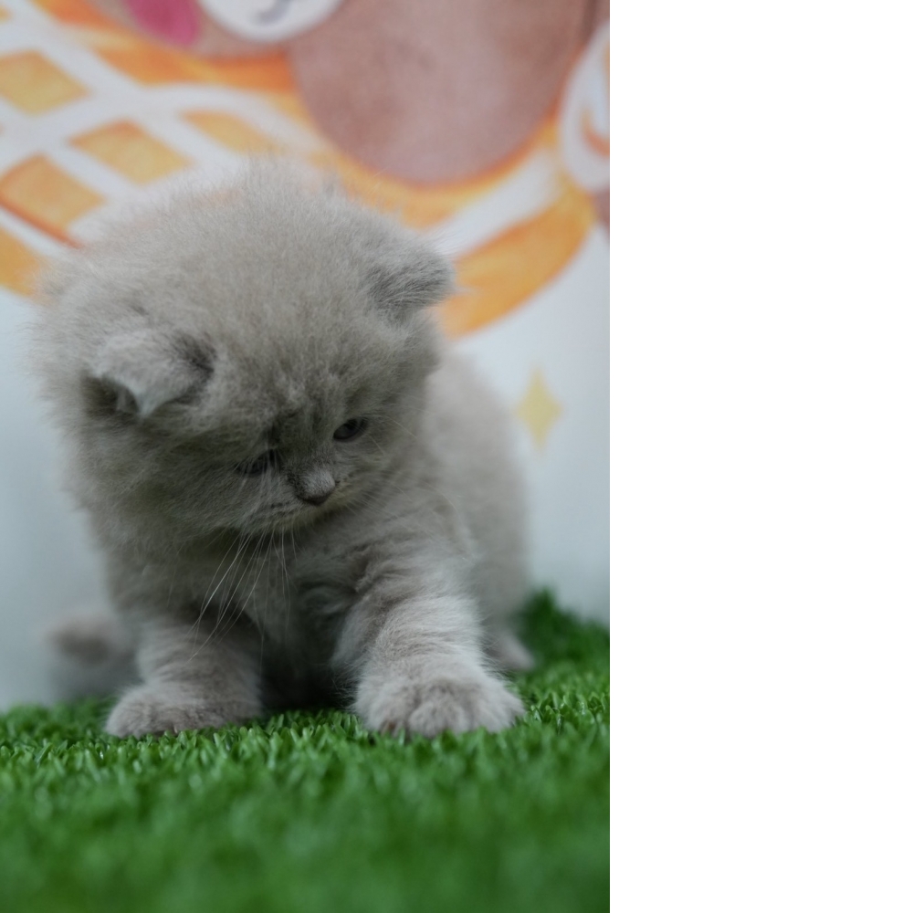 紫丁香英長貓咪(2026.01.01誕生)*