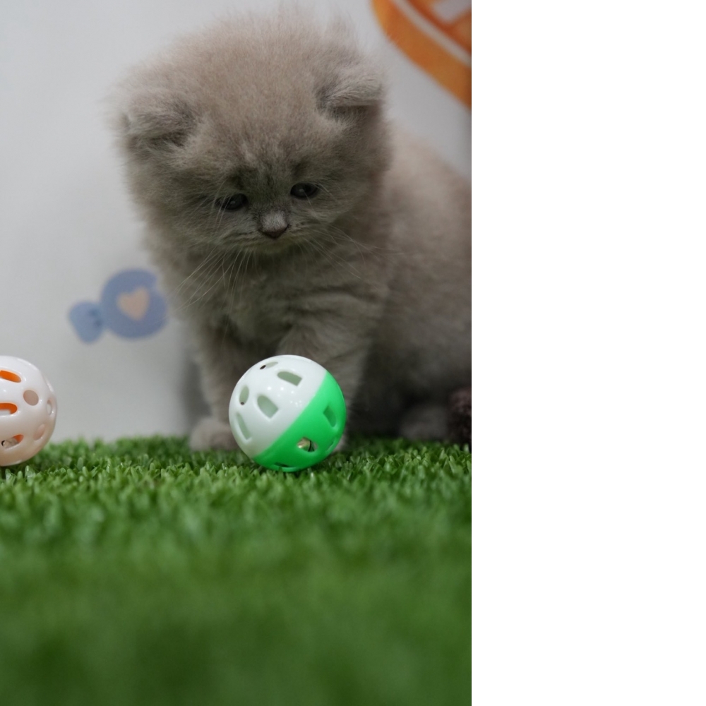 紫丁香英長貓咪(2026.01.01誕生)*