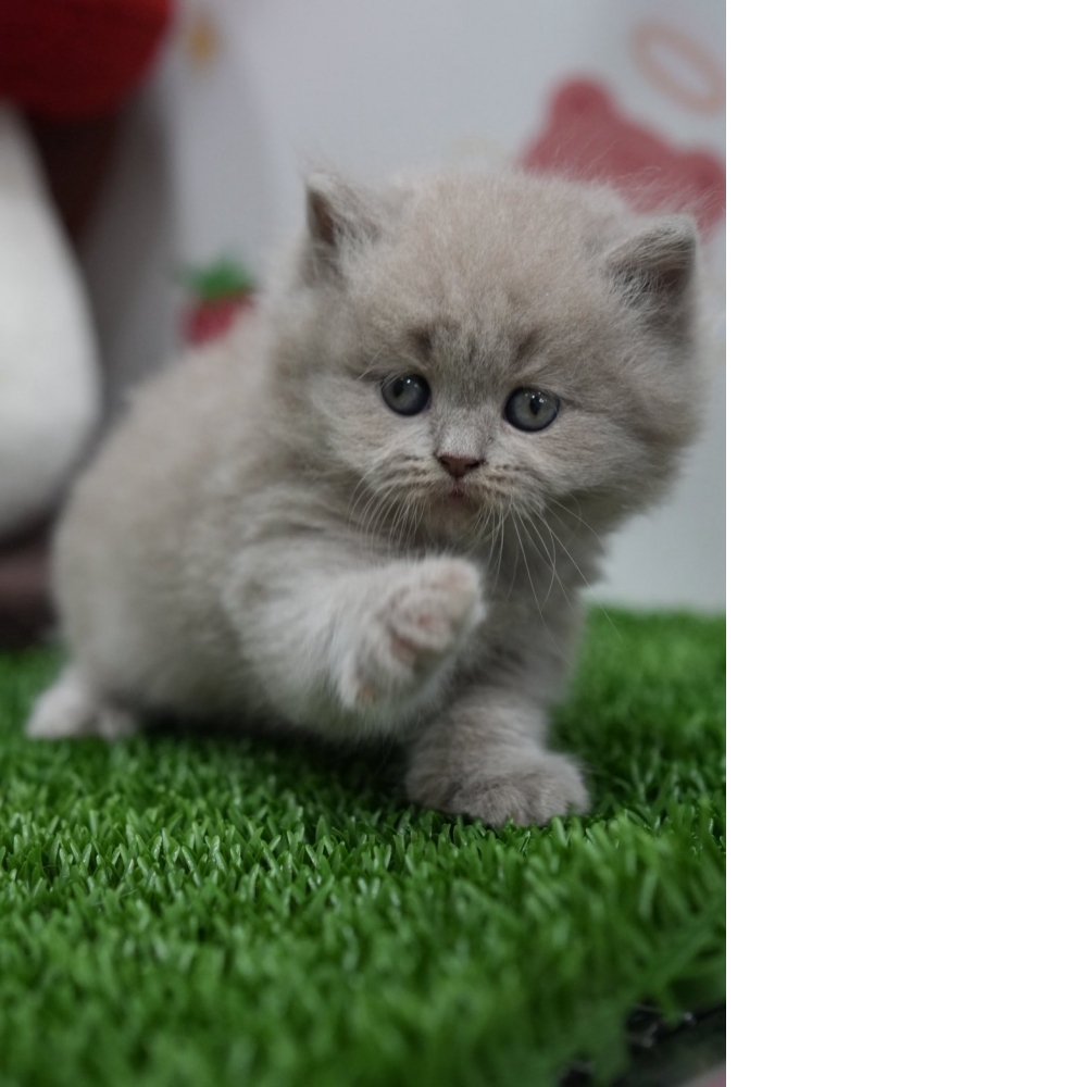 紫丁香英長貓咪(2026.01.01誕生)*