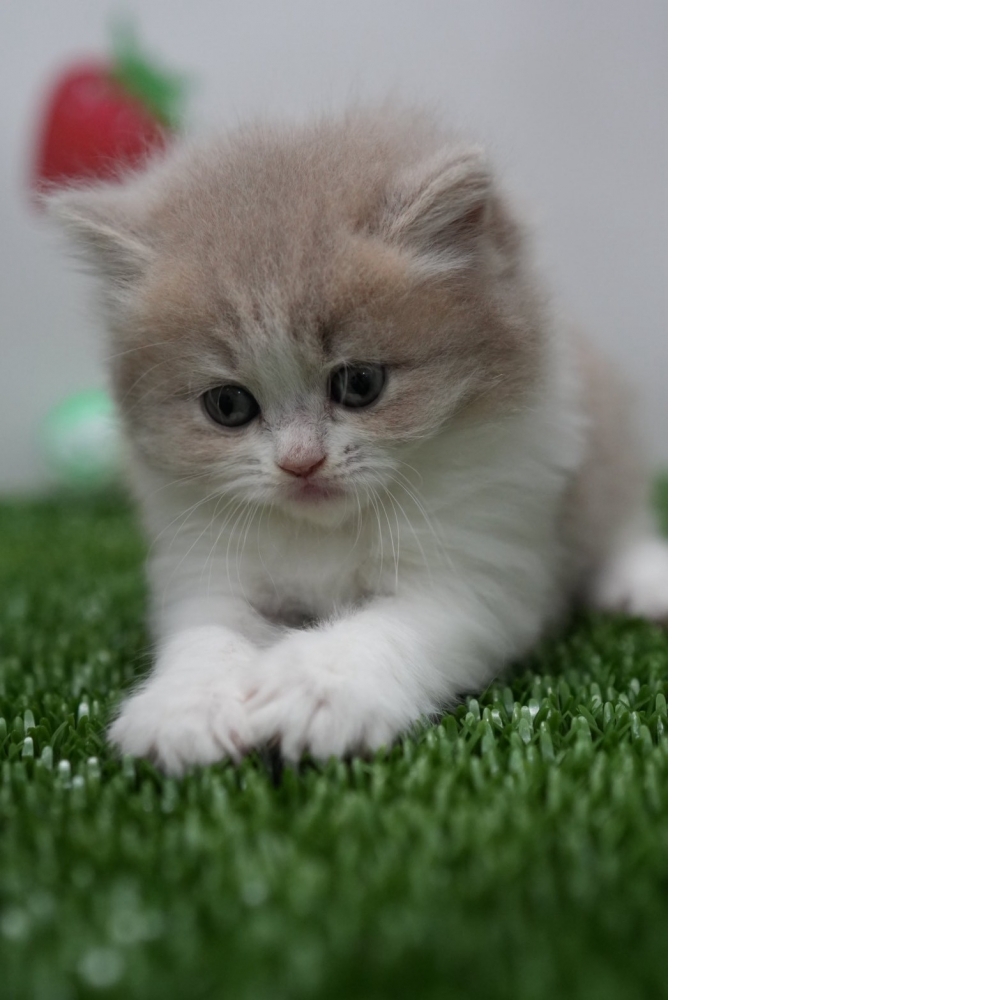 紫丁香賓士英長貓咪(